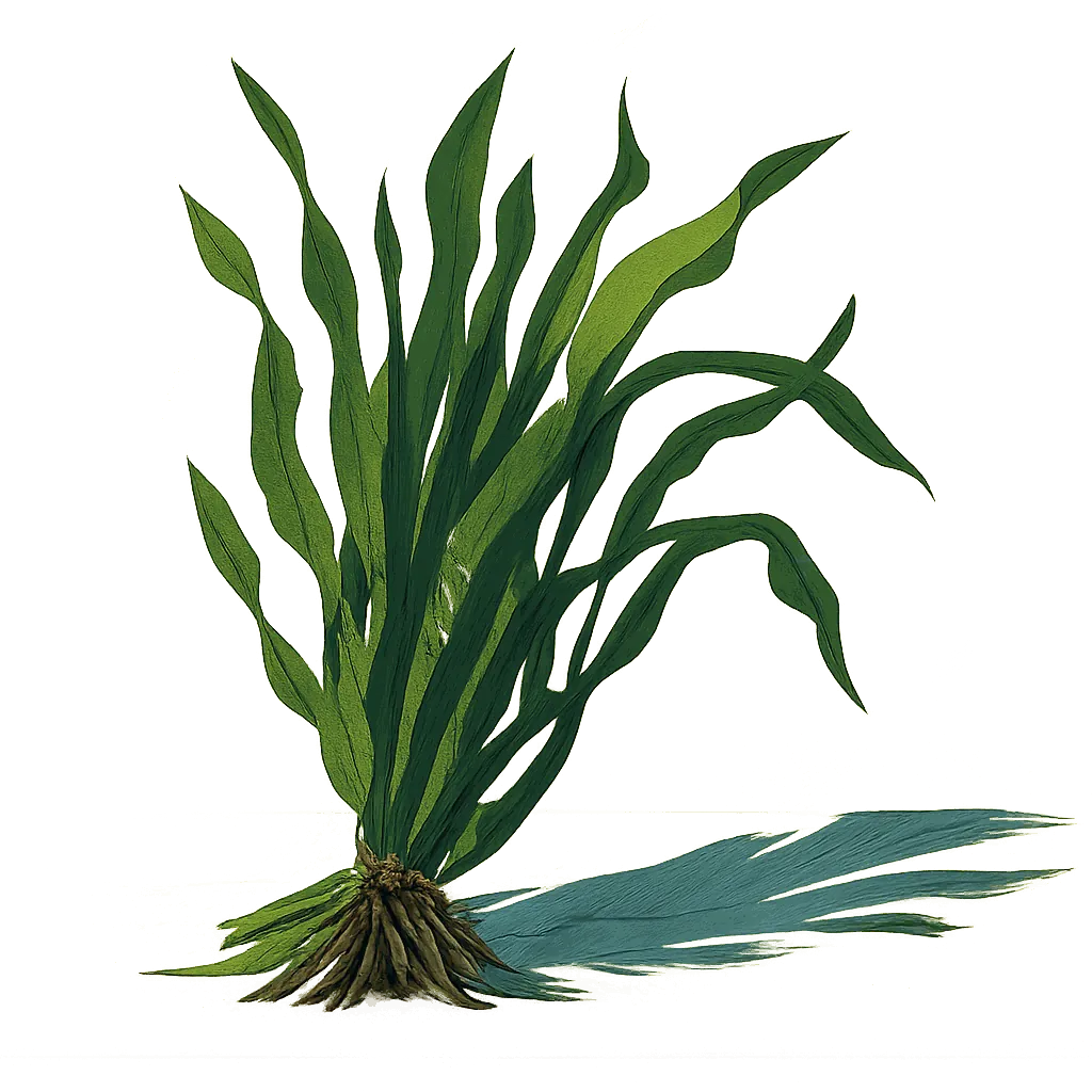 Sea herbs